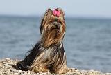 YORKSHIRE TERRIER 283